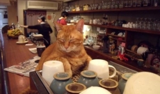 Café de gatos