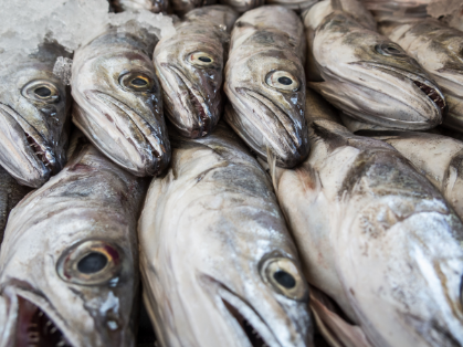 Merluza pescado blanco