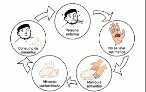 manipulador-de-alimentos