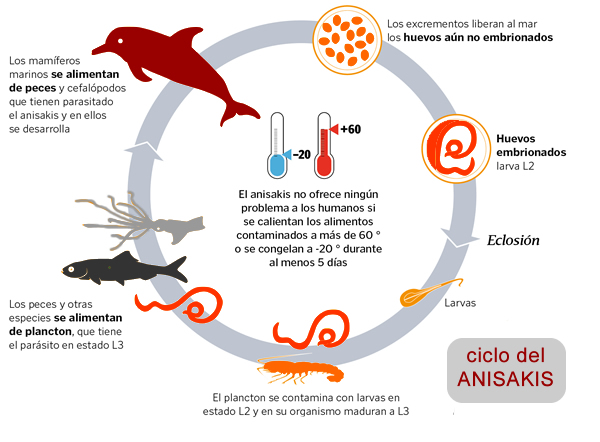 Ciclo del Anisakis